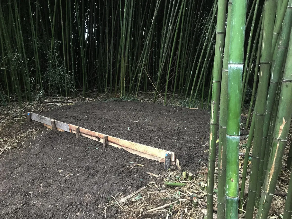 Espace dégagé au cœur d'une bambouseraie, terre nivelée et bordure en bois posée