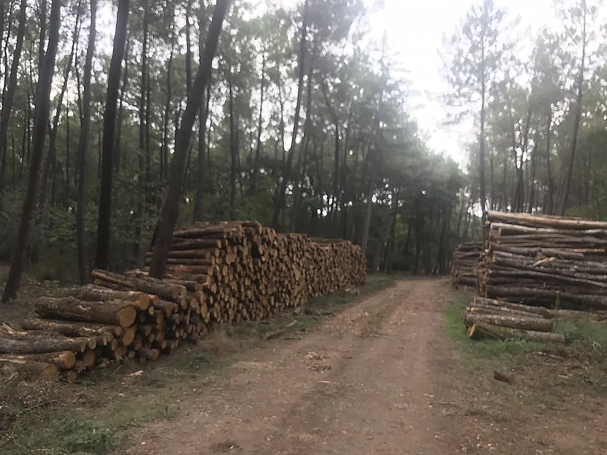 Deux longues piles de bois de chauffage disposées de chaque côté d'une piste forestière, dans une pinède