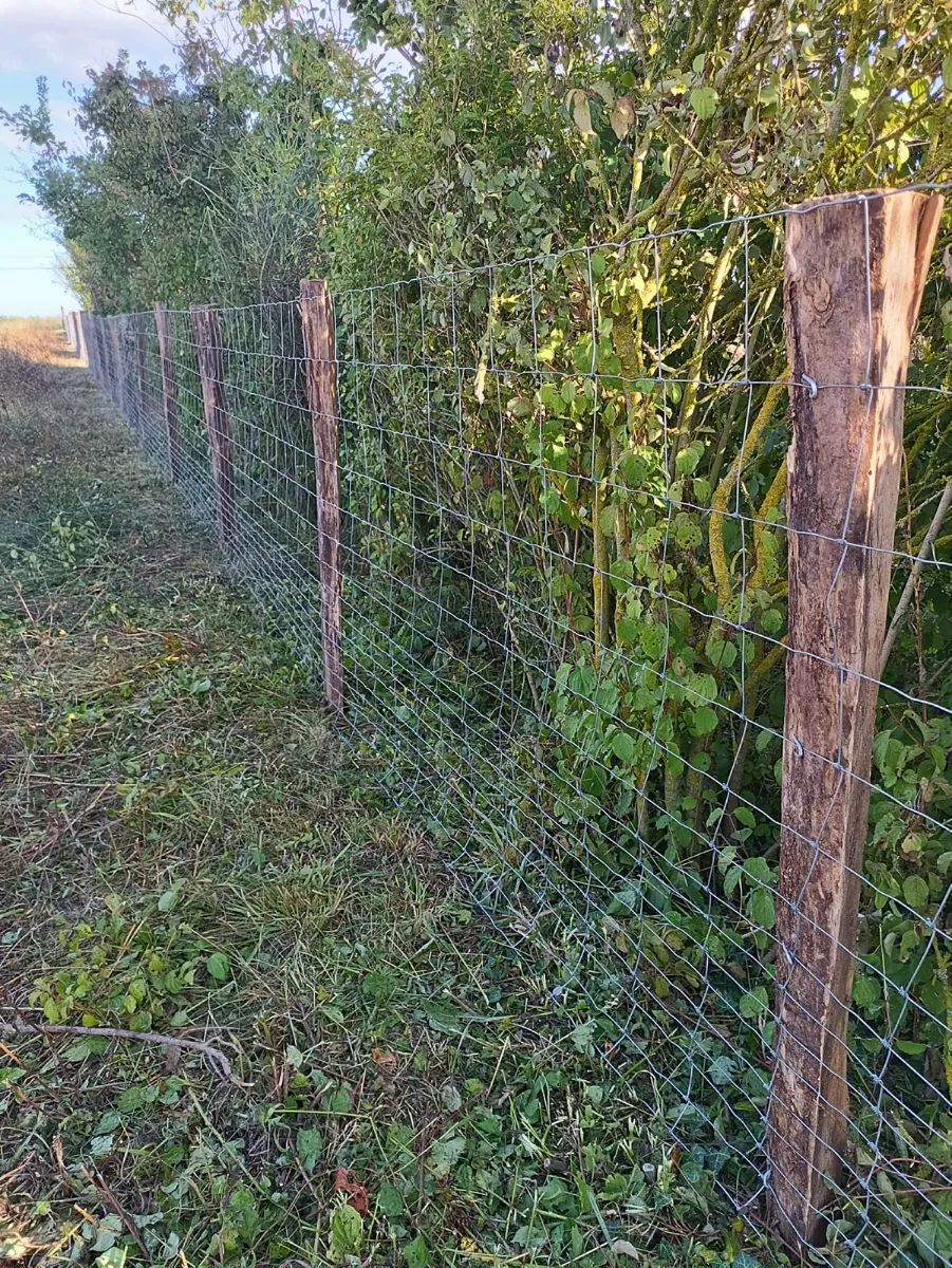 Clôture en grillage tendu sur piquets de châtaignier le long d'une haie, éclairée par le soleil rasant