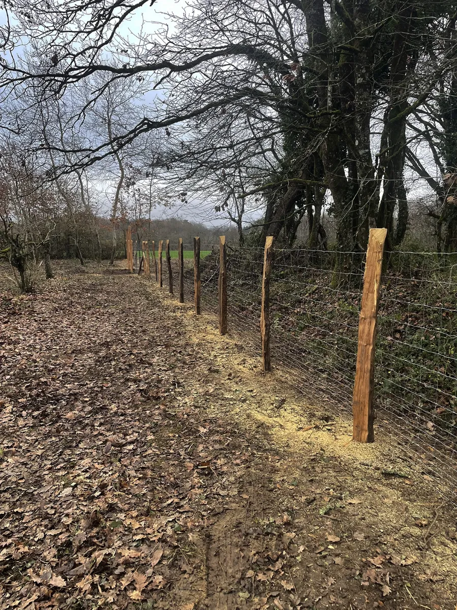 Alignement de poteaux de châtaignier fraîchement posés portant un grillage, en hiver