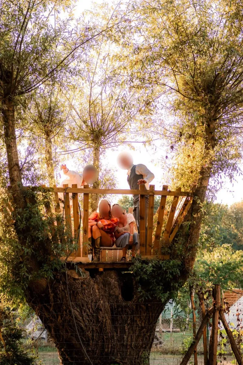 Plateforme de cabane en bois construite dans un vieux saule têtard, éclairée par le soleil couchant