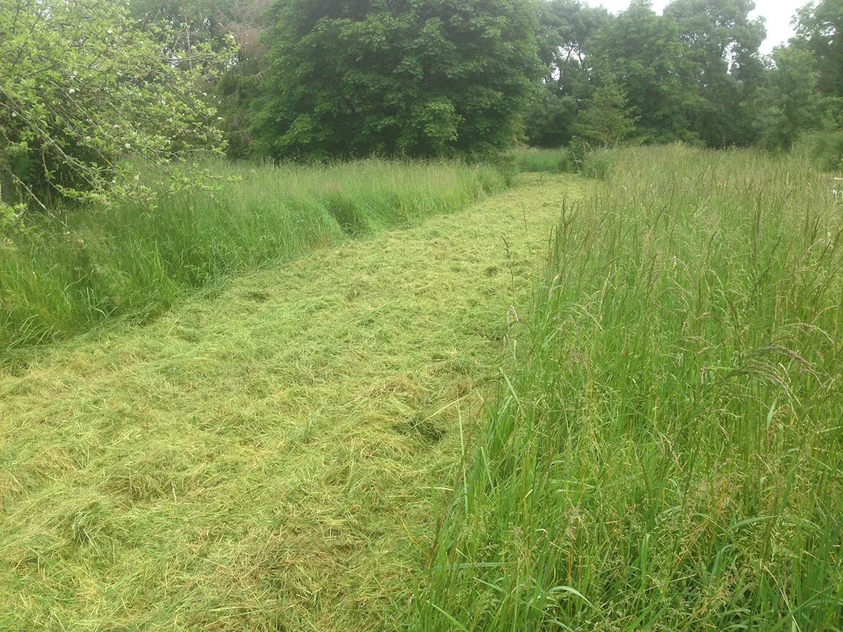 Large andain d'herbe coupée traversant une prairie humide encore haute, sous un ciel gris
