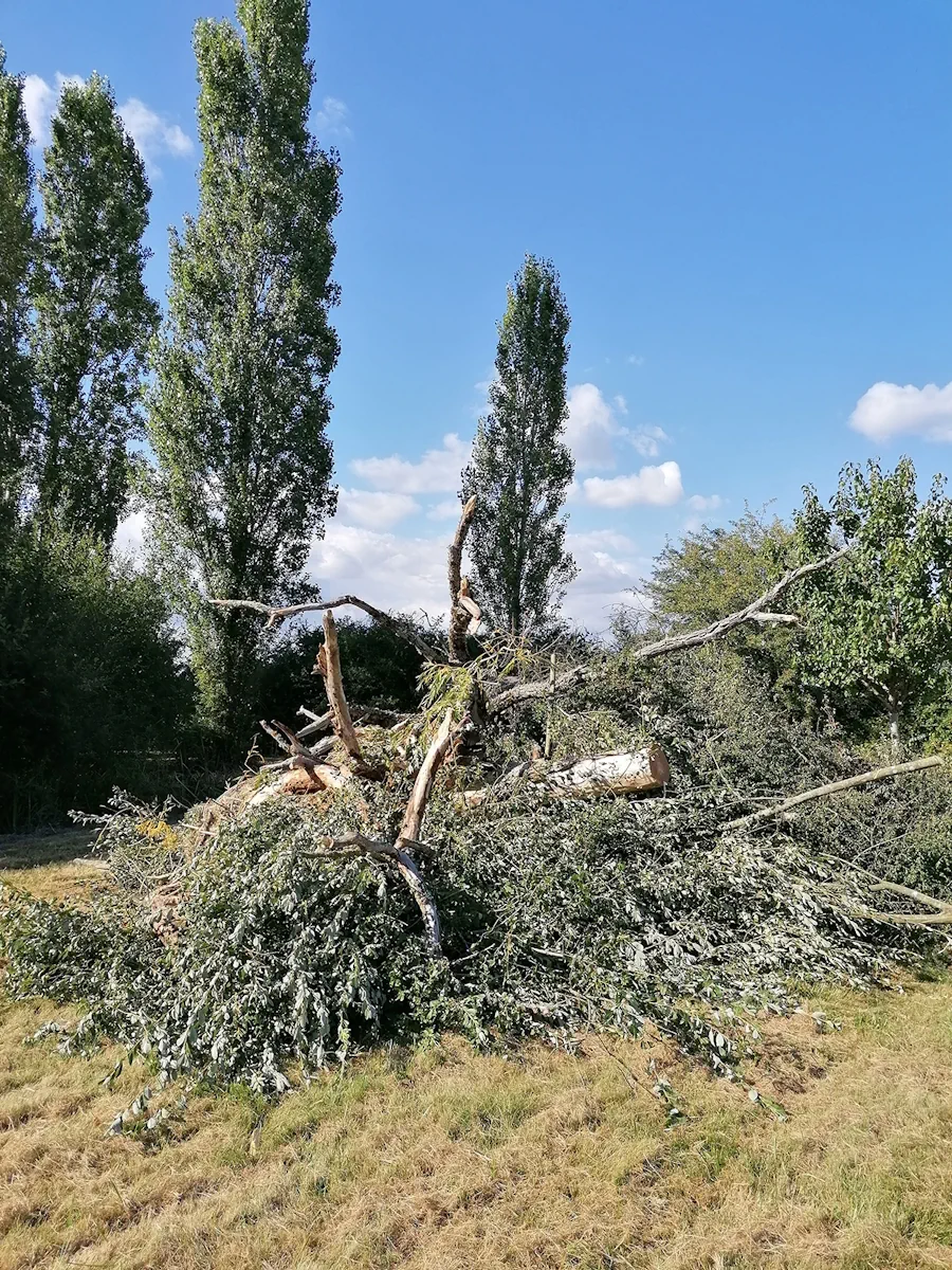 Arbre abattu et débité au pied d'une rangée de peupliers, branches rassemblées au sol