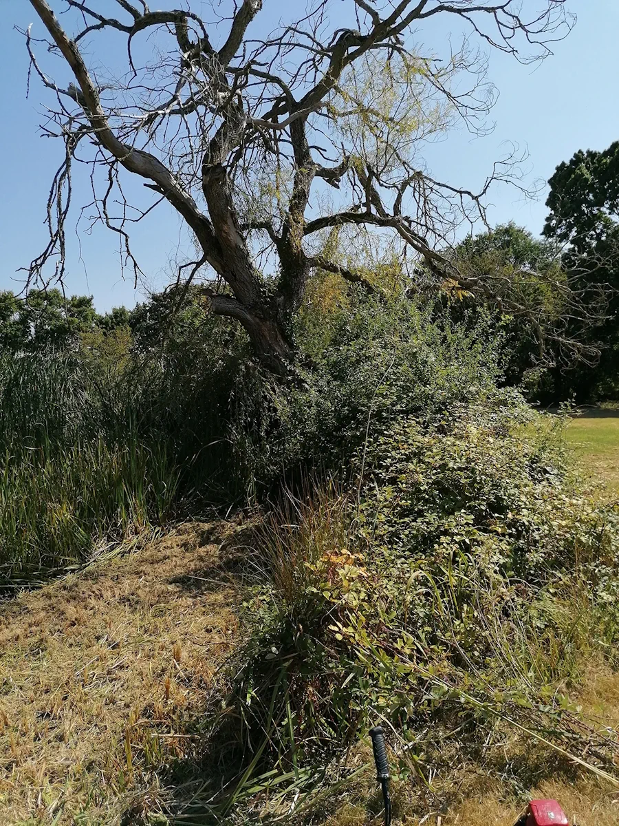 Vieil arbre mort au-dessus d'un massif de broussailles et de joncs, avant dégagement