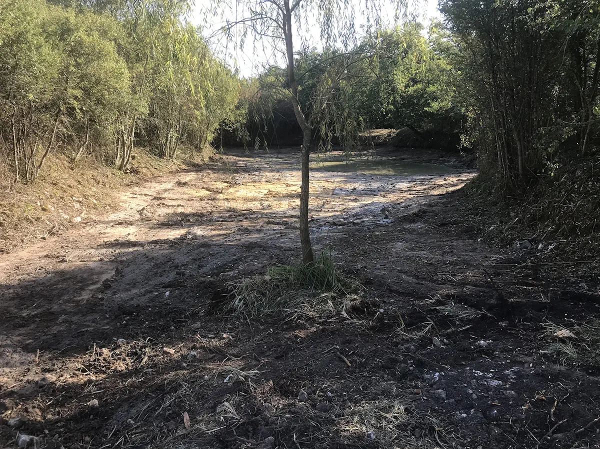 Bassin d'étang curé et reprofilé autour d'un jeune saule conservé