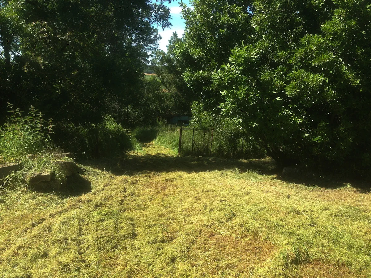 Chemin fauché sous les arbres menant à un vieux portail métallique, en bordure de champ