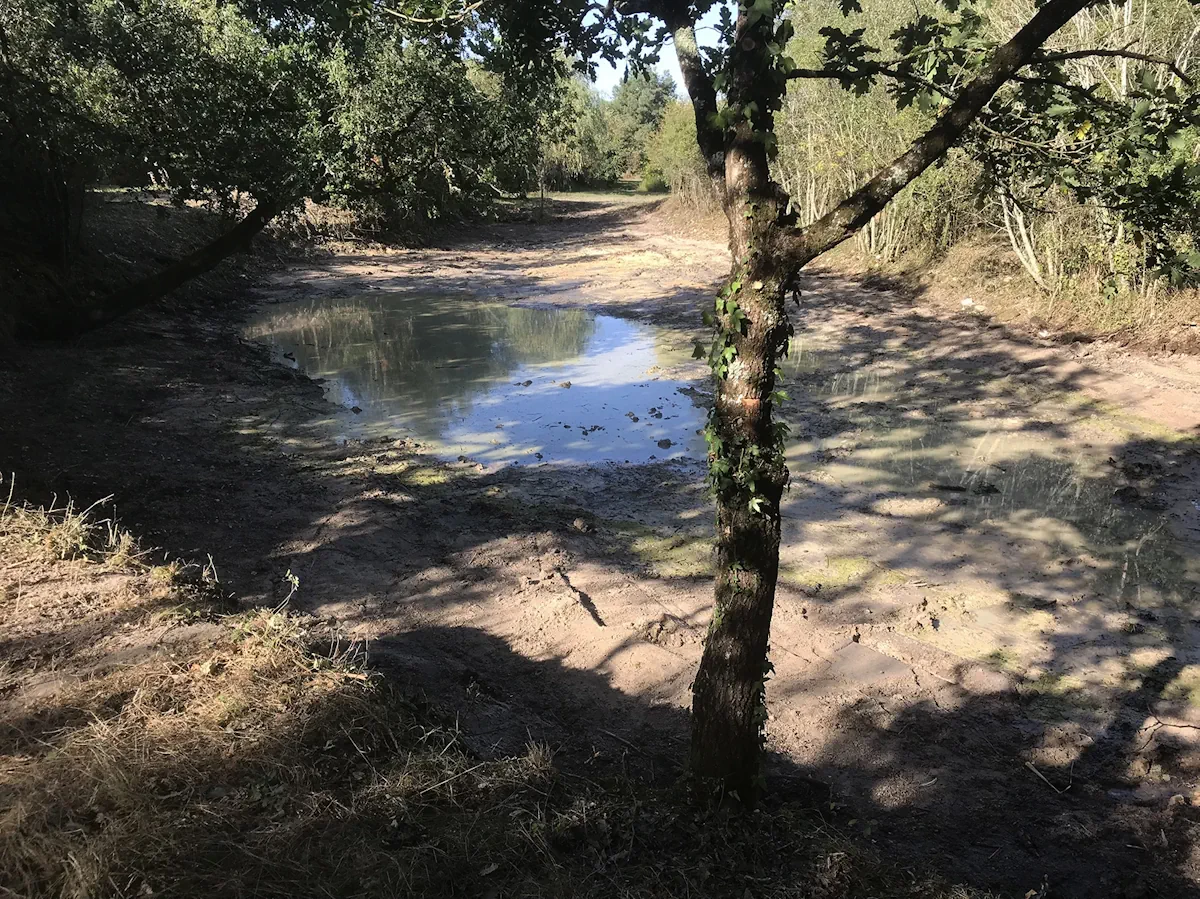 Fond d'étang curé et remis en forme, l'eau revenant autour d'un arbre conservé