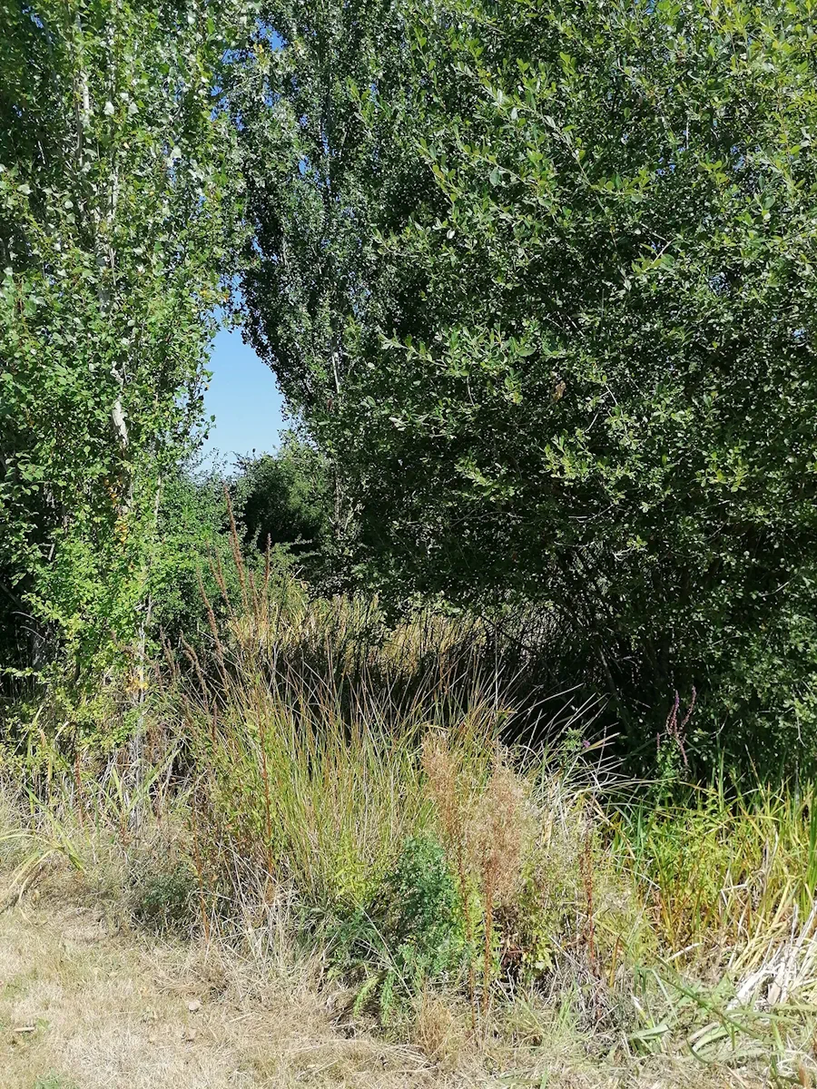 Friche dense de ronces, joncs et jeunes arbres au bord de l'étang, avant intervention