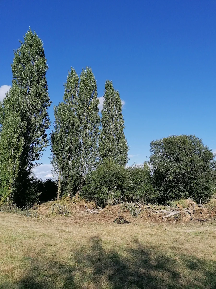 Pied de peupliers dégagé, souches et branches rassemblées en andain au bord du pré