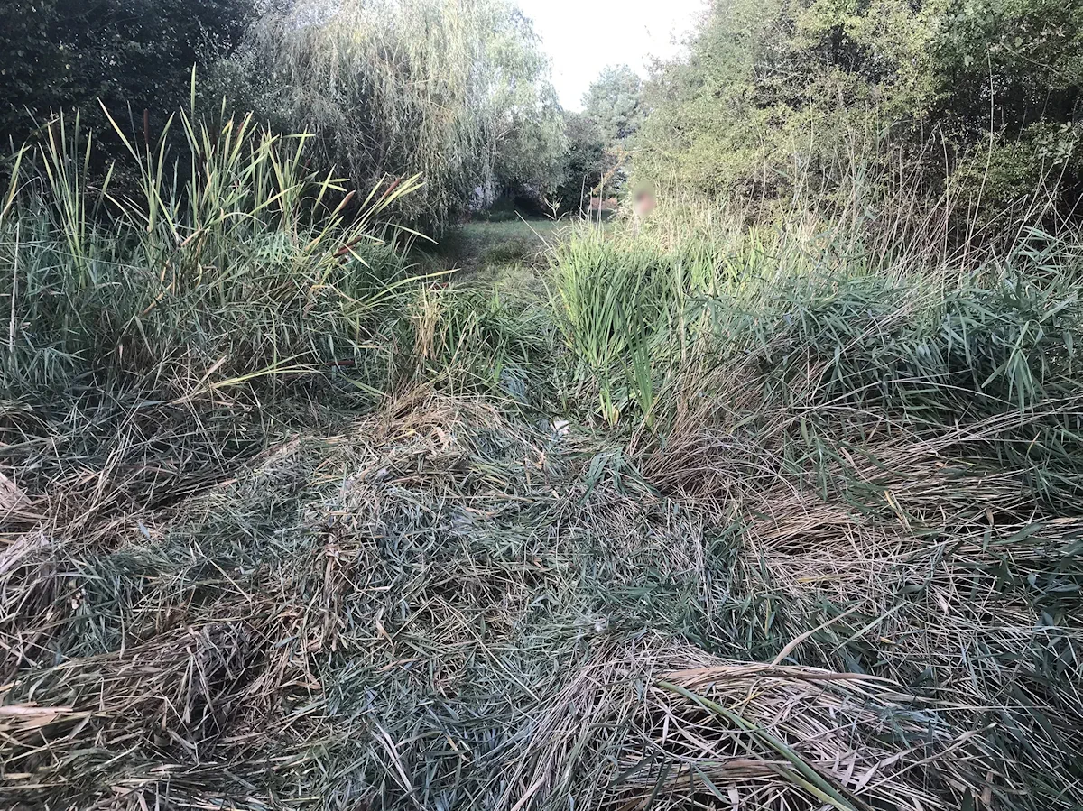 Roselière de massettes en partie faucardée, tiges couchées au sol au bord de l'eau