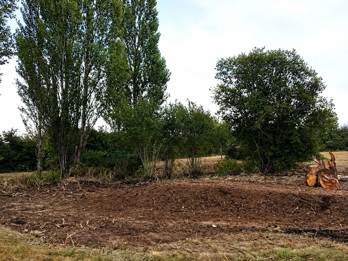 Terrain nivelé après dessouchage au pied des peupliers, souche débitée sur la droite