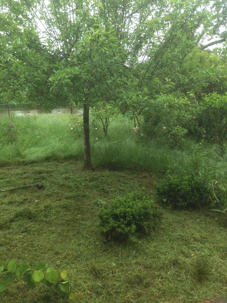 Verger fauché sous une pluie fine, buis conservés et herbe coupée au sol