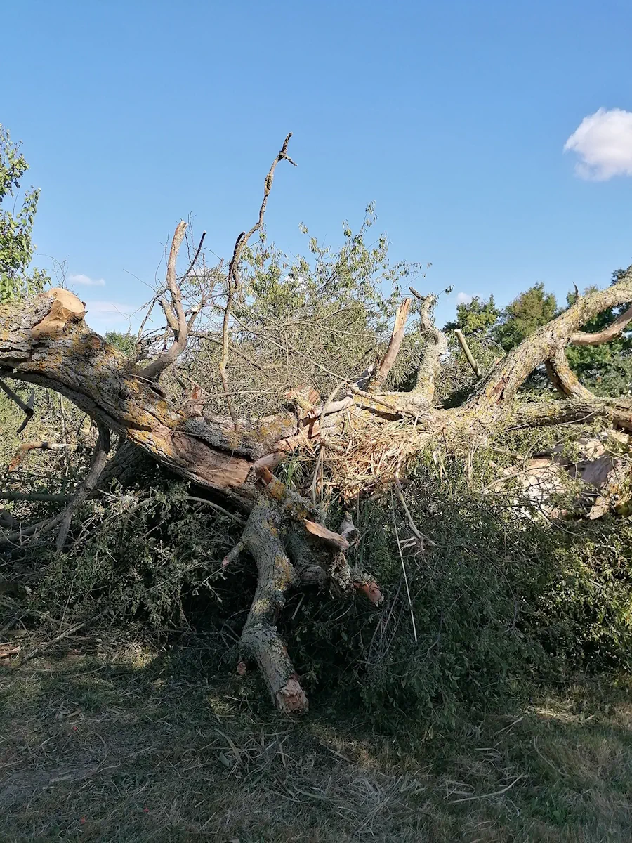 Vieil arbre abattu et débité, branches rassemblées en andain sur l'herbe fauchée