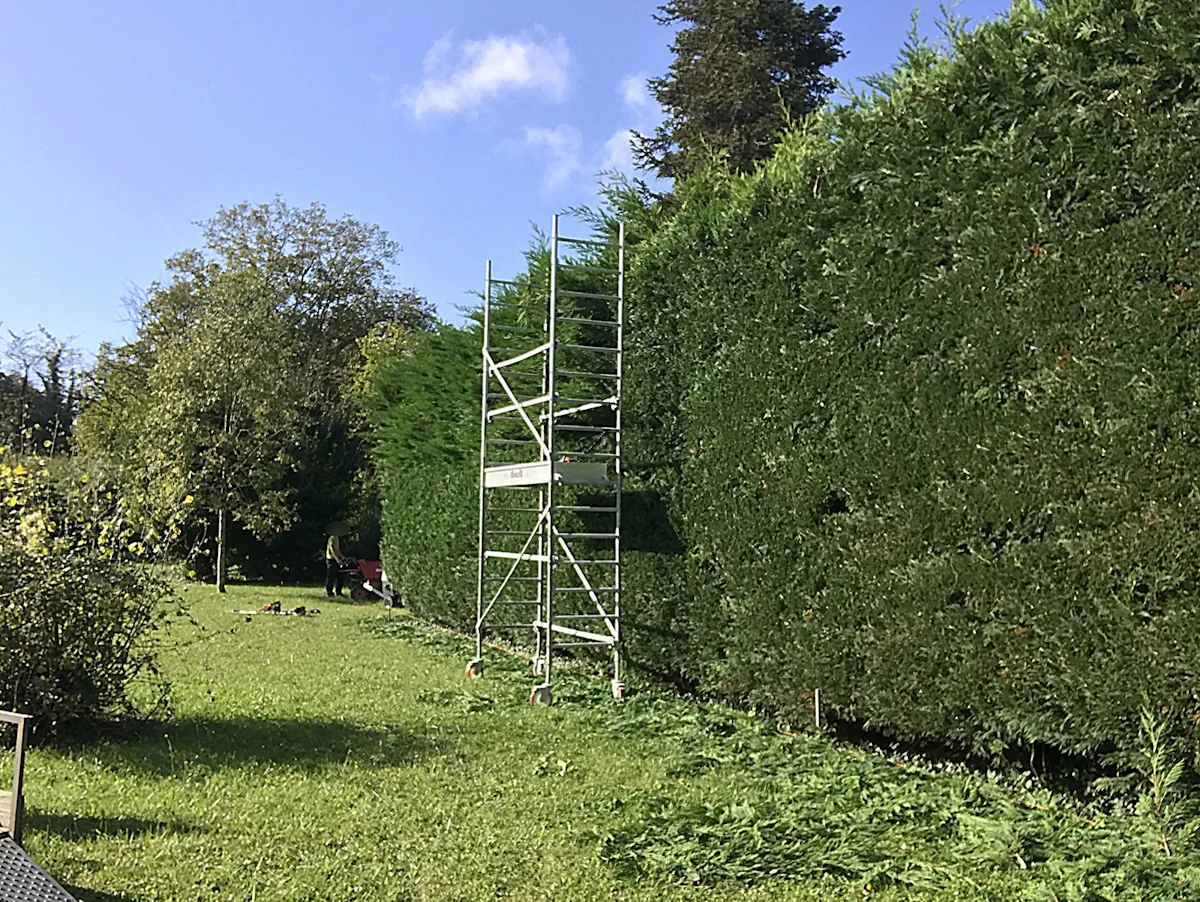 Échafaudage roulant dressé contre une haie de cyprès de plusieurs mètres, en cours de taille