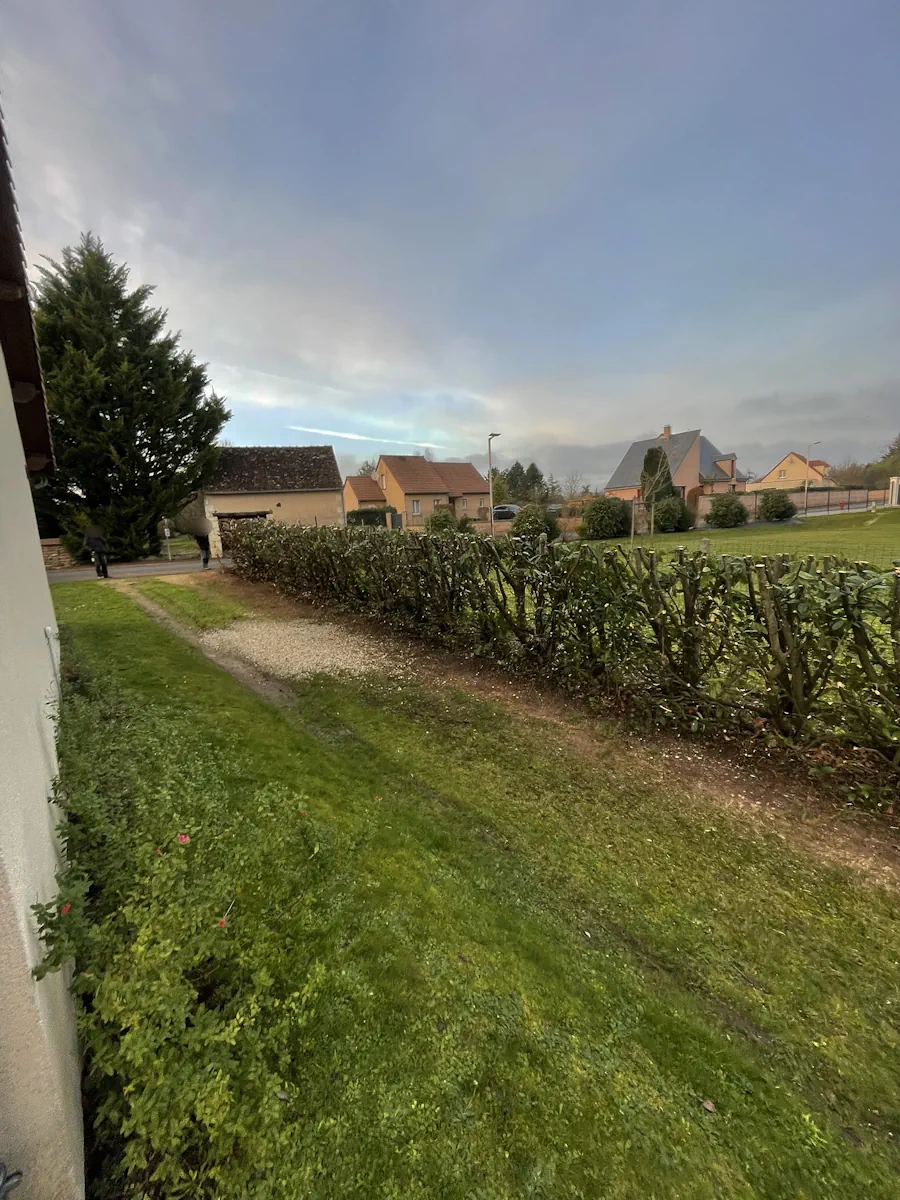 Haie de charmille rabattue au sec en bordure d'un terrain, sous un ciel d'hiver