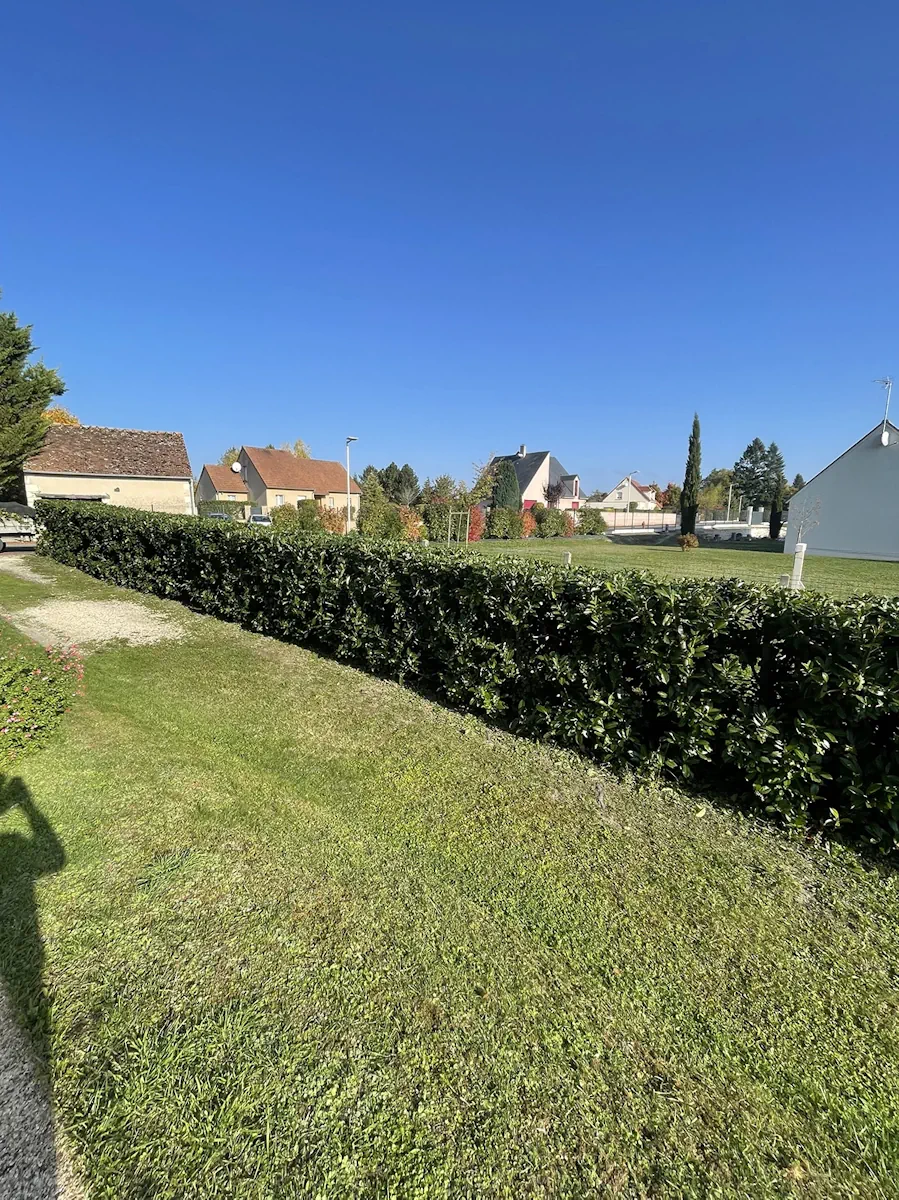 Longue haie de laurier taillée nette en limite de terrain, maisons et pelouse en arrière-plan