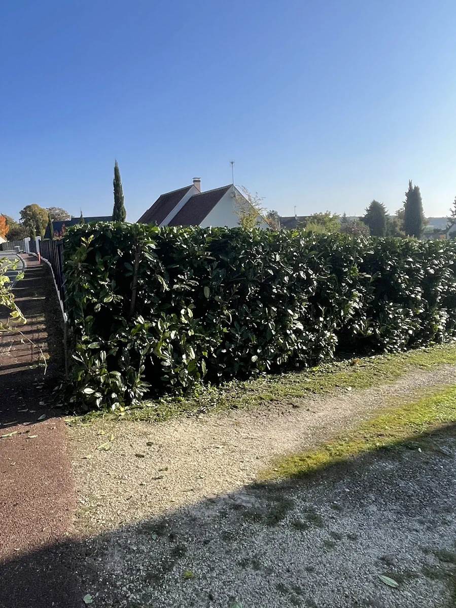 Haie de laurier fraîchement taillée au cordeau le long d'une allée, dans la lumière rasante d'automne