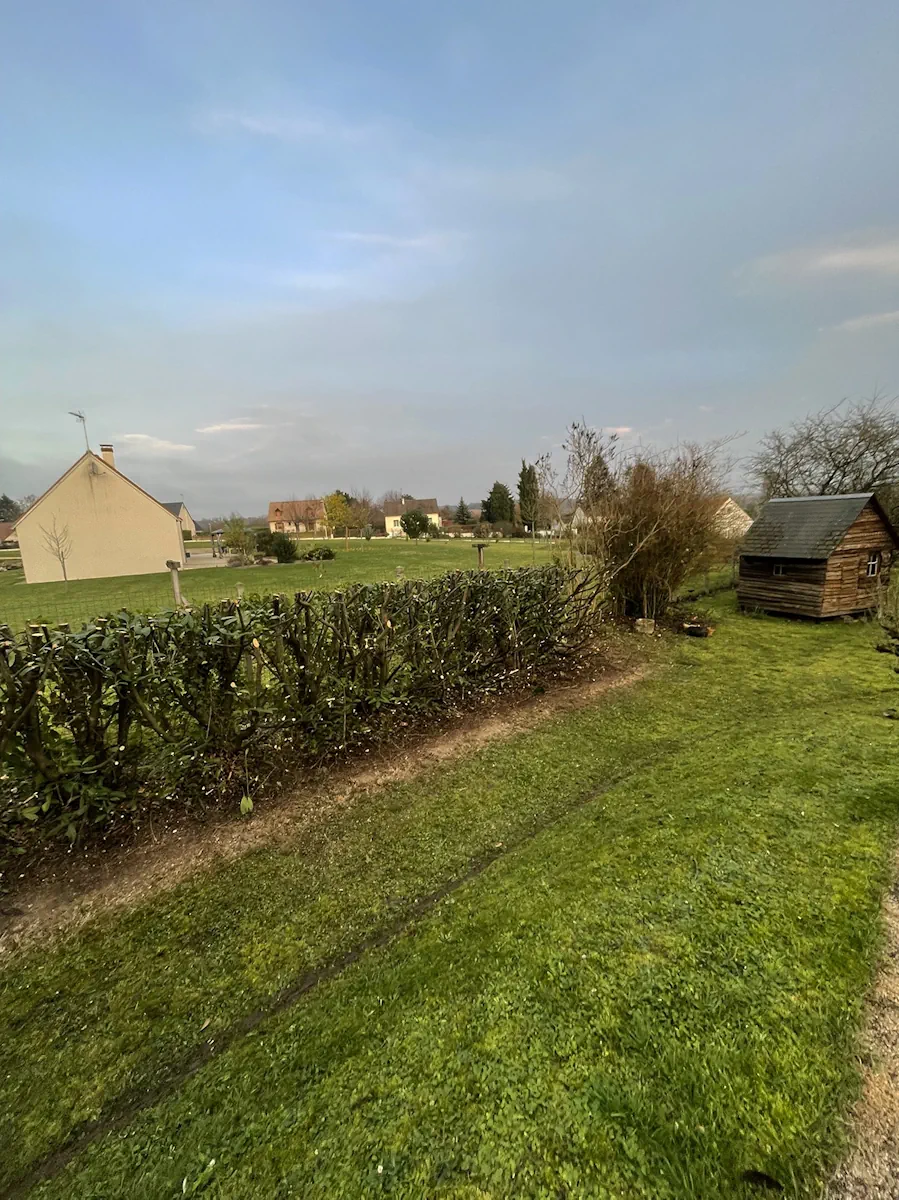 Haie rabattue en limite de jardin, cabane de bois et pelouse sur la droite