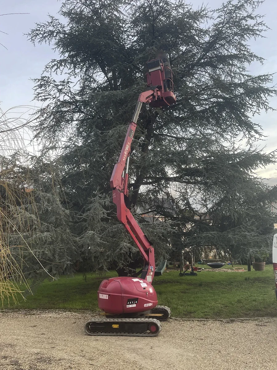Nacelle araignée déployée dans les branches d'un grand cèdre, au fond d'un jardin