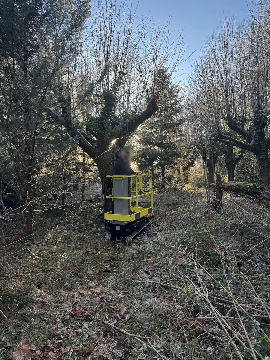 Nacelle chenillée au pied d'un saule têtard, rémanents étalés au sol dans le sous-bois