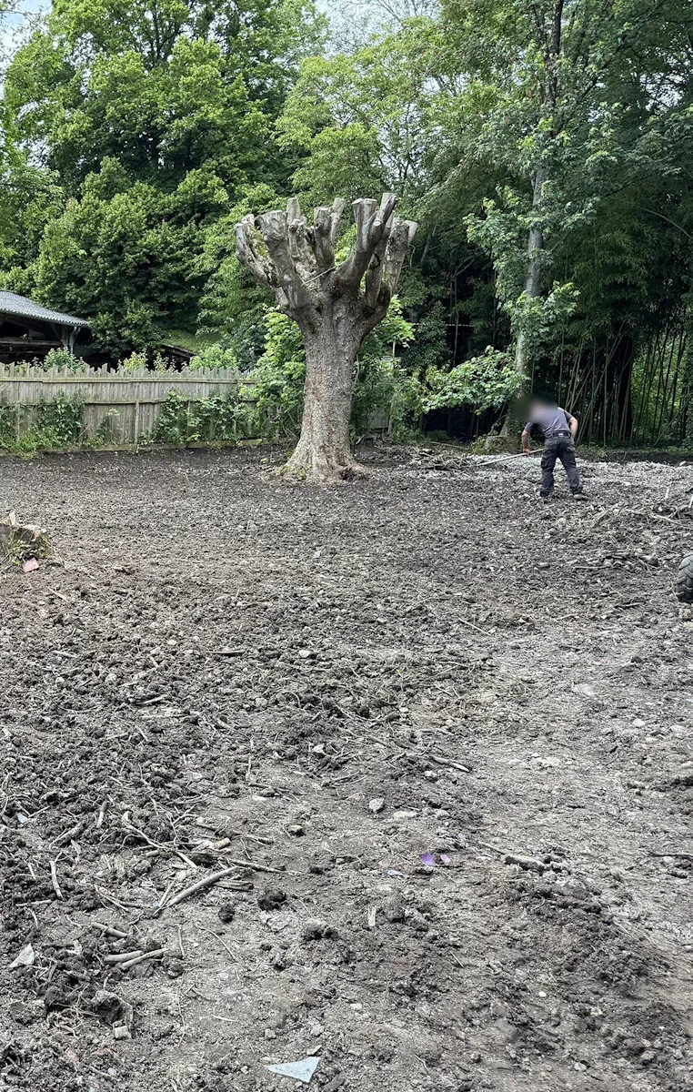 Terrain nettoyé et nivelé après abattage, un vieux platane têtard conservé au centre