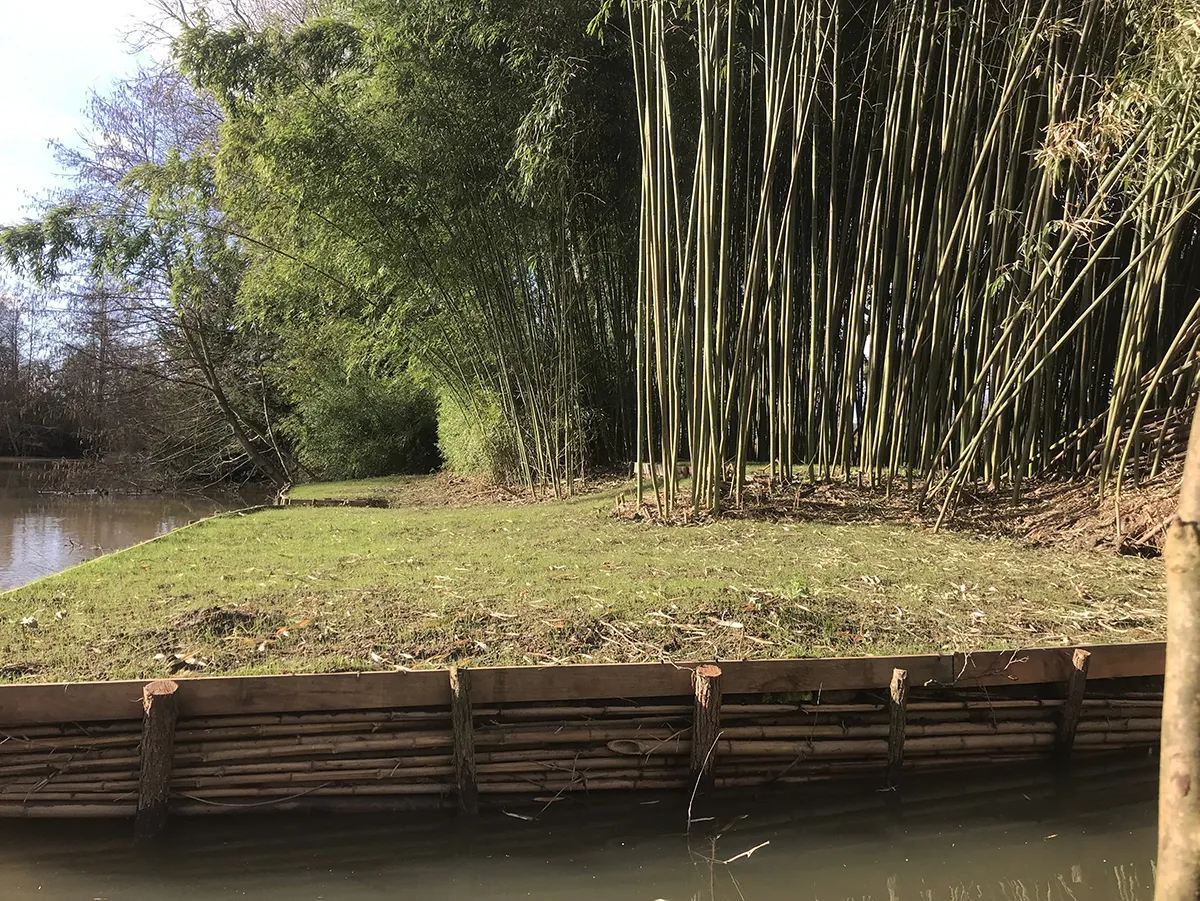 Berge engazonnée le long d'un tunage de rondins, au pied d'une haute bambouseraie