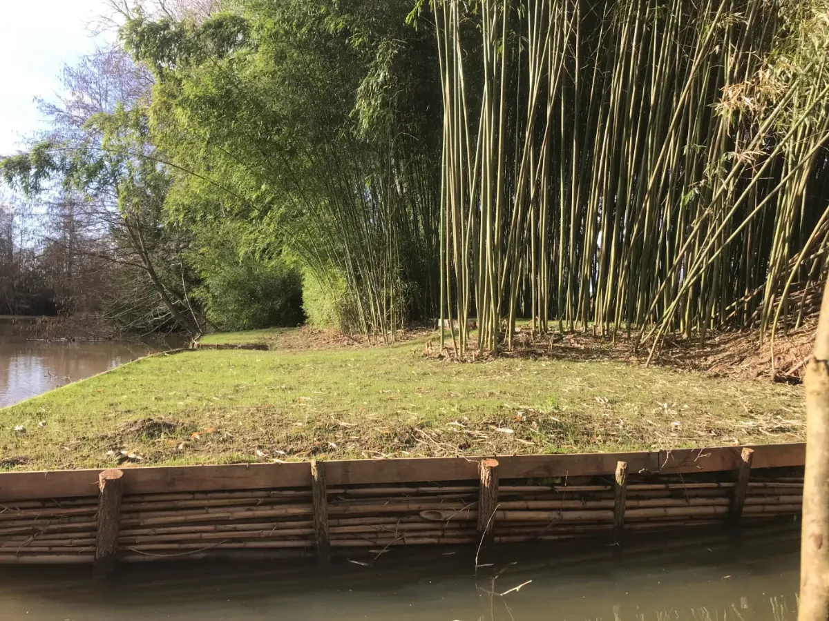 Berge de rivière engazonnée derrière un tunage de rondins, au pied d'une haute bambouseraie