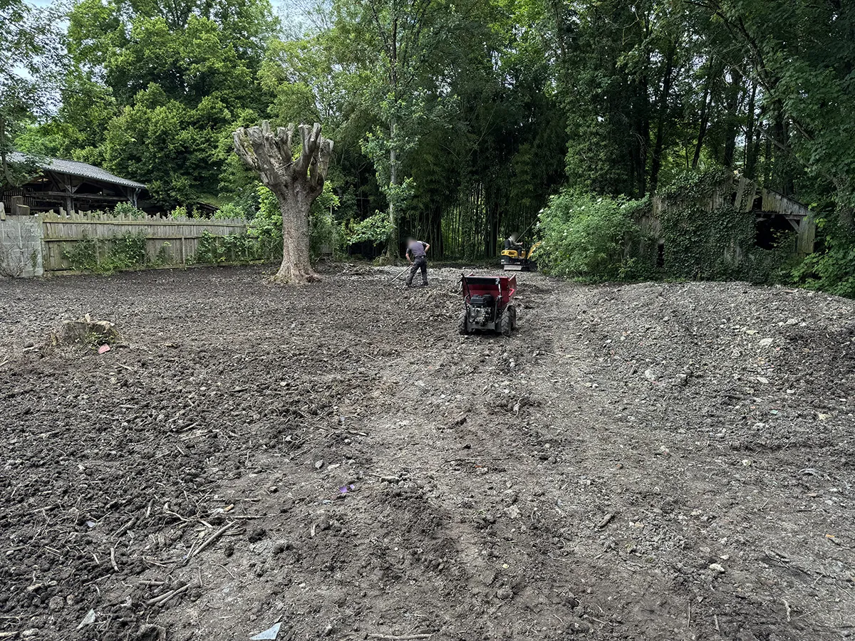 Dumper et mini-pelle nivelant un grand terrain au pied d'un platane têtard
