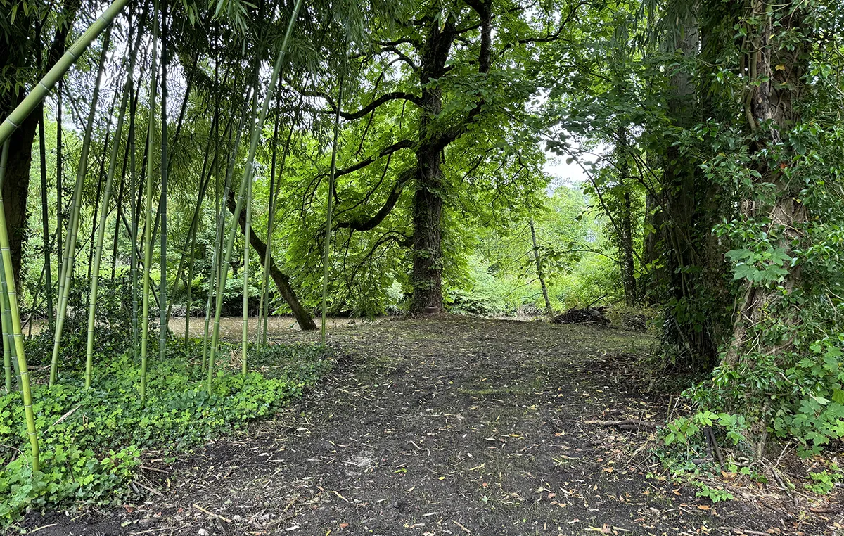 Passage en sous-bois nettoyé et mis à nu entre les bambous et les grands arbres