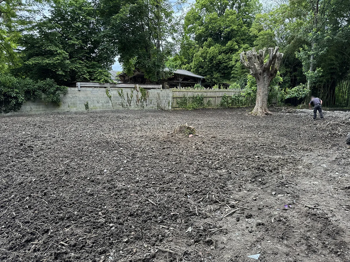 Grand terrain labouré et affiné avant semis, souche et arbre têtard conservés