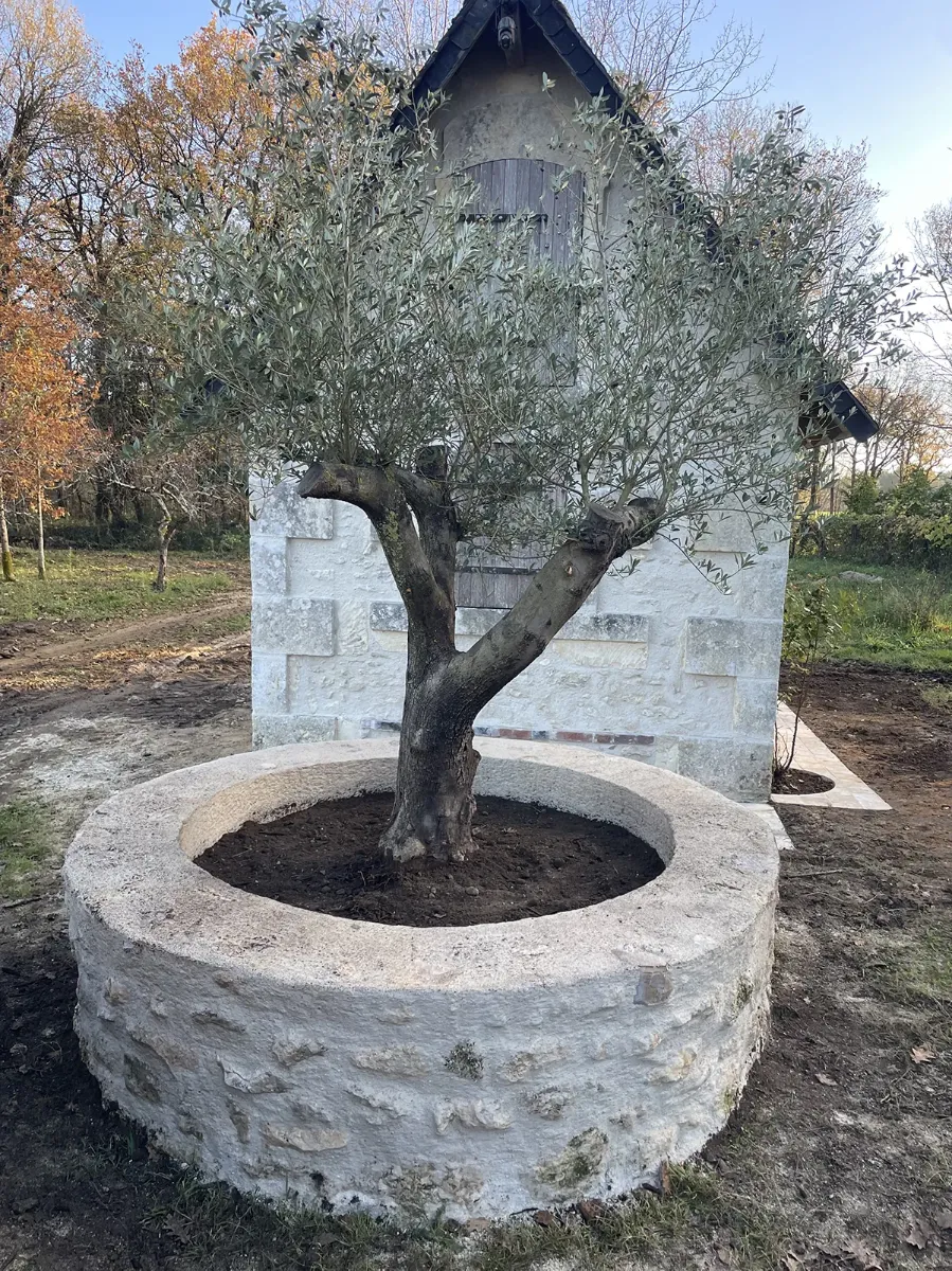Olivier fraîchement planté dans une vasque circulaire en pierre, devant un mur de pierre de taille