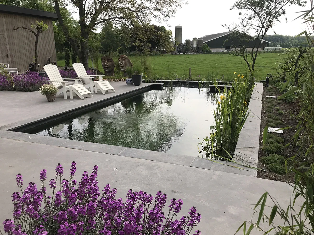 Bassin de baignade à l'eau verte bordé d'iris et de plantes filtrantes, terrasse en dalles et transats, ouvert sur la campagne