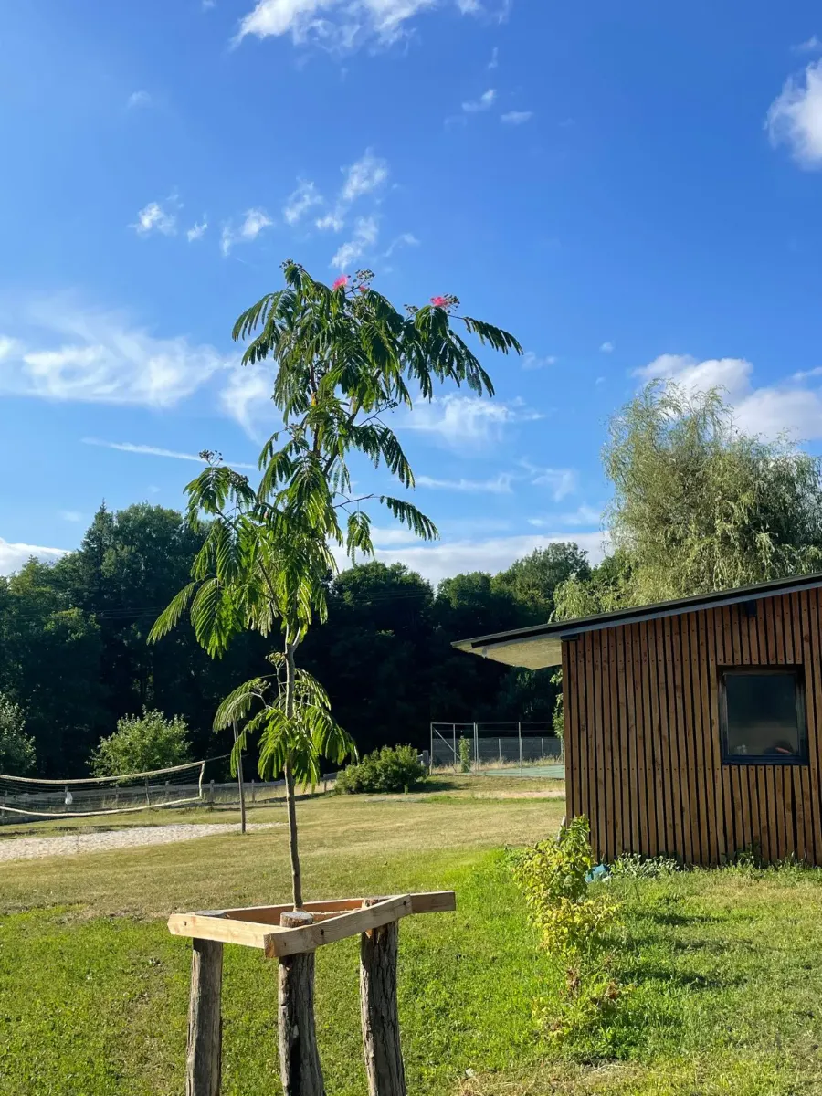 Jeune albizia en fleur maintenu par un tuteurage tripode en bois, au milieu d'une pelouse