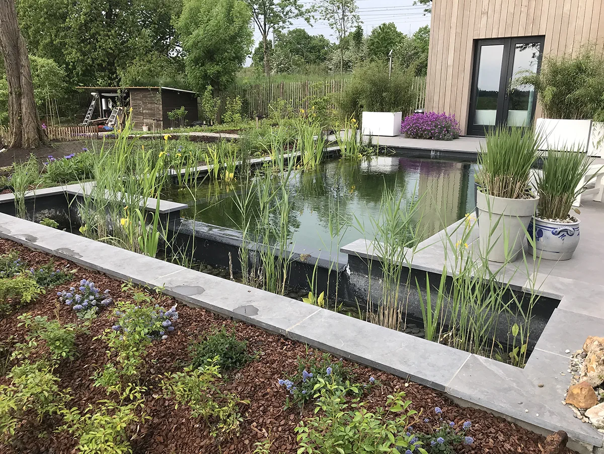 Bassin de baignade bordé d'iris et de joncs, massif de vivaces sur paillage au premier plan
