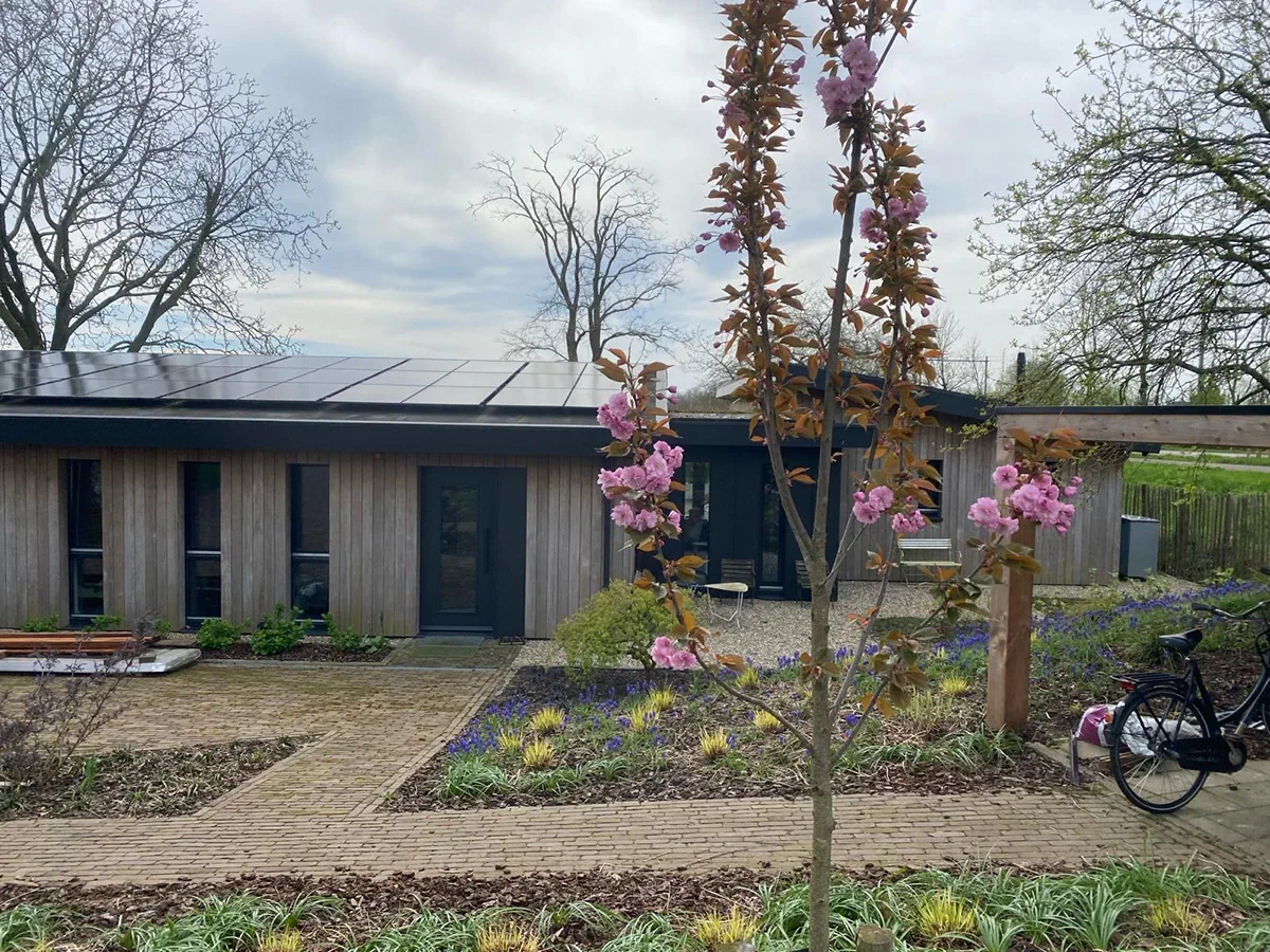 Cerisier à fleurs en pleine floraison au-dessus d'un tapis de muscaris, devant une maison au bardage de bois