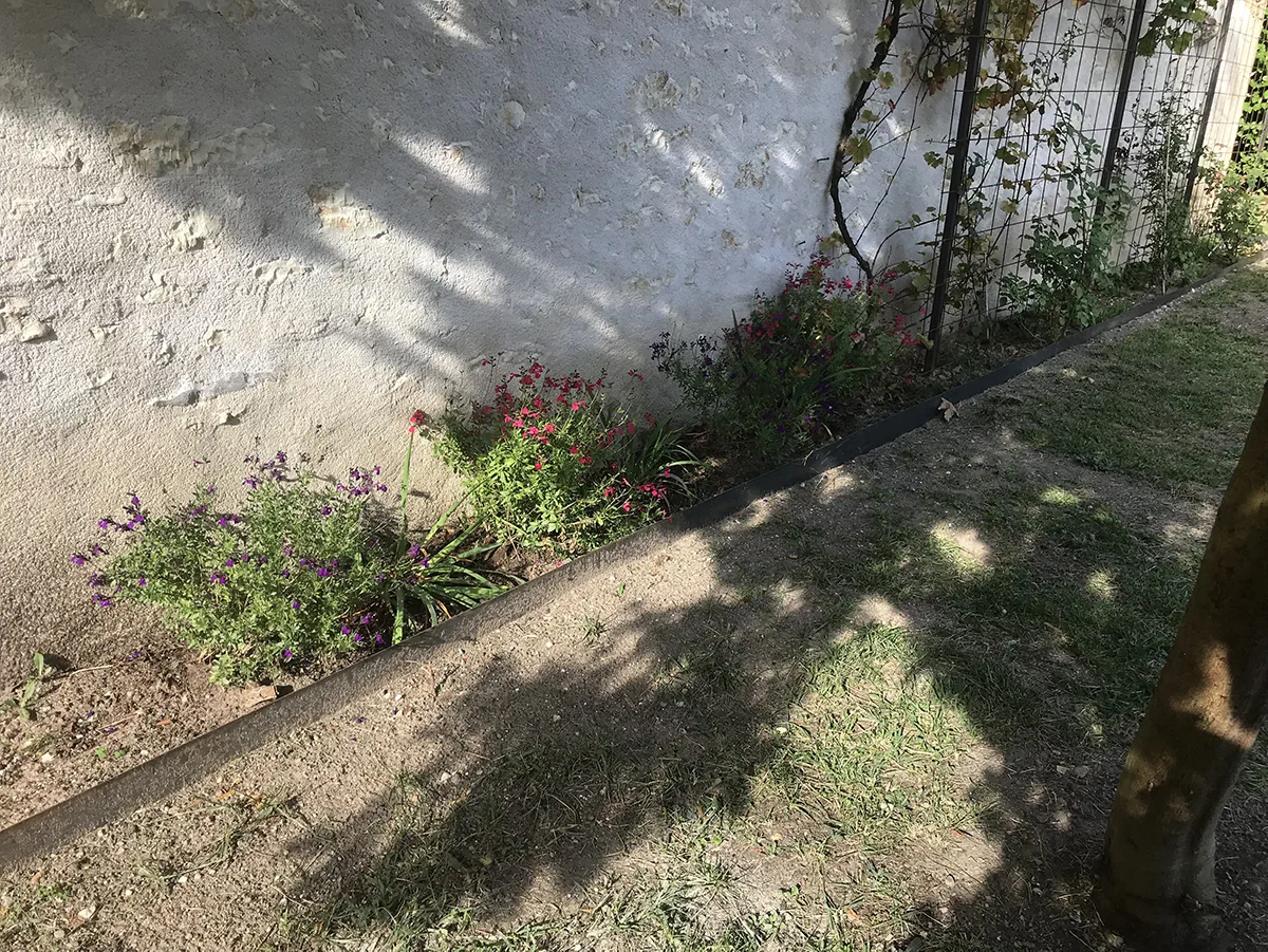 Bande fleurie de valérianes et de campanules au pied d'un mur enduit de blanc, bordure d'acier