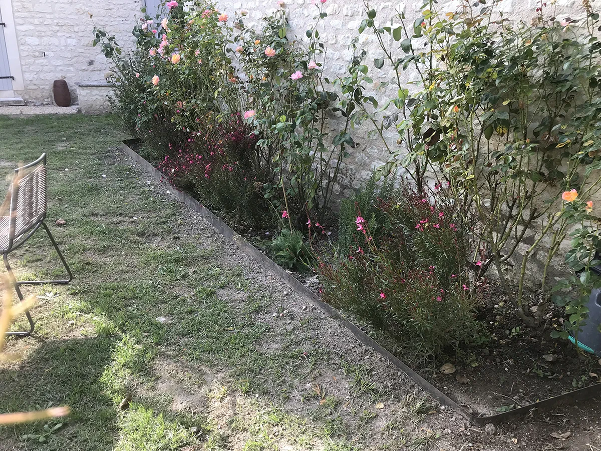 Massif de rosiers et de gauras en fleur au pied d'un mur de pierre, bordure d'acier au cordeau