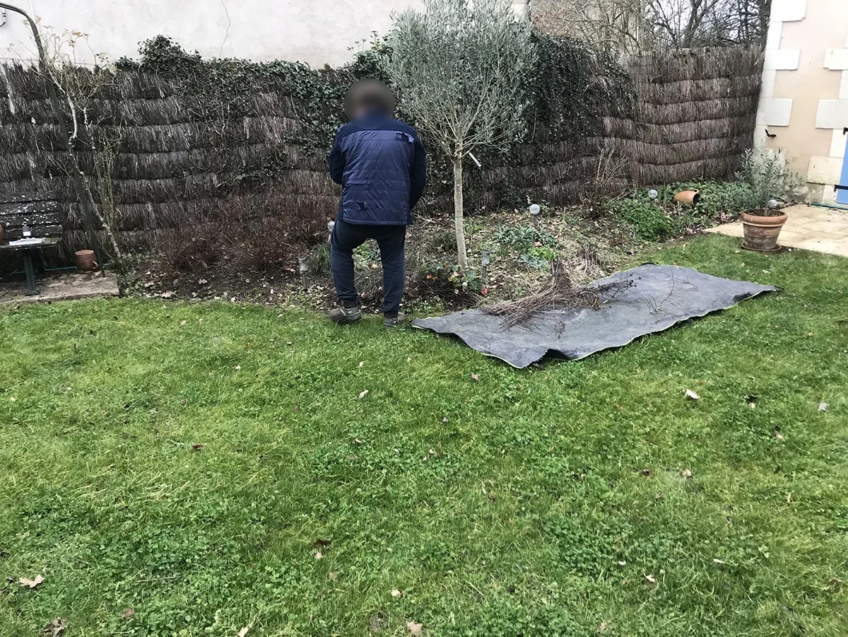 Compagnon plantant au pied d'un mur, bottes d'arbustes à racines nues étalées sur une bâche