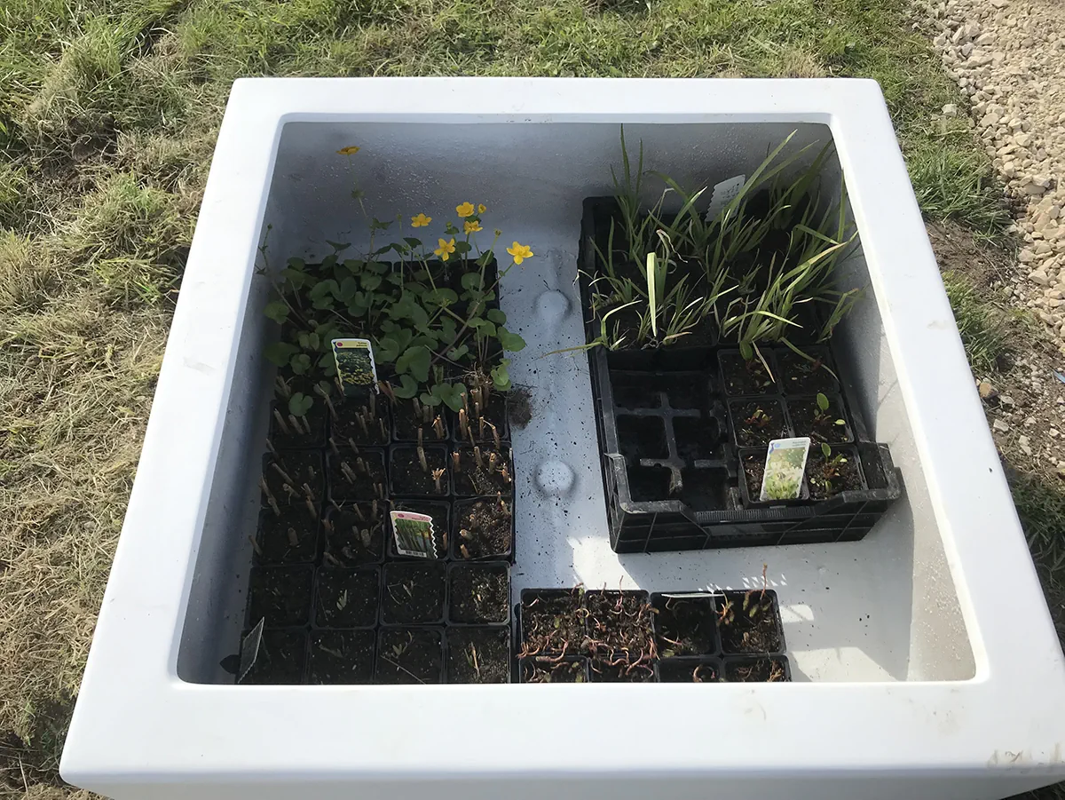 Godets de plantes aquatiques — populage, iris, joncs — en attente au fond d'un bac de béton blanc