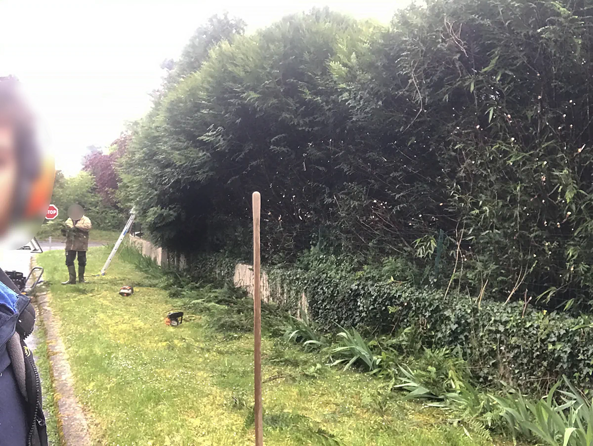 Chantier de taille au pied d'une haie de cyprès en bordure de route, outillage posé sur l'herbe