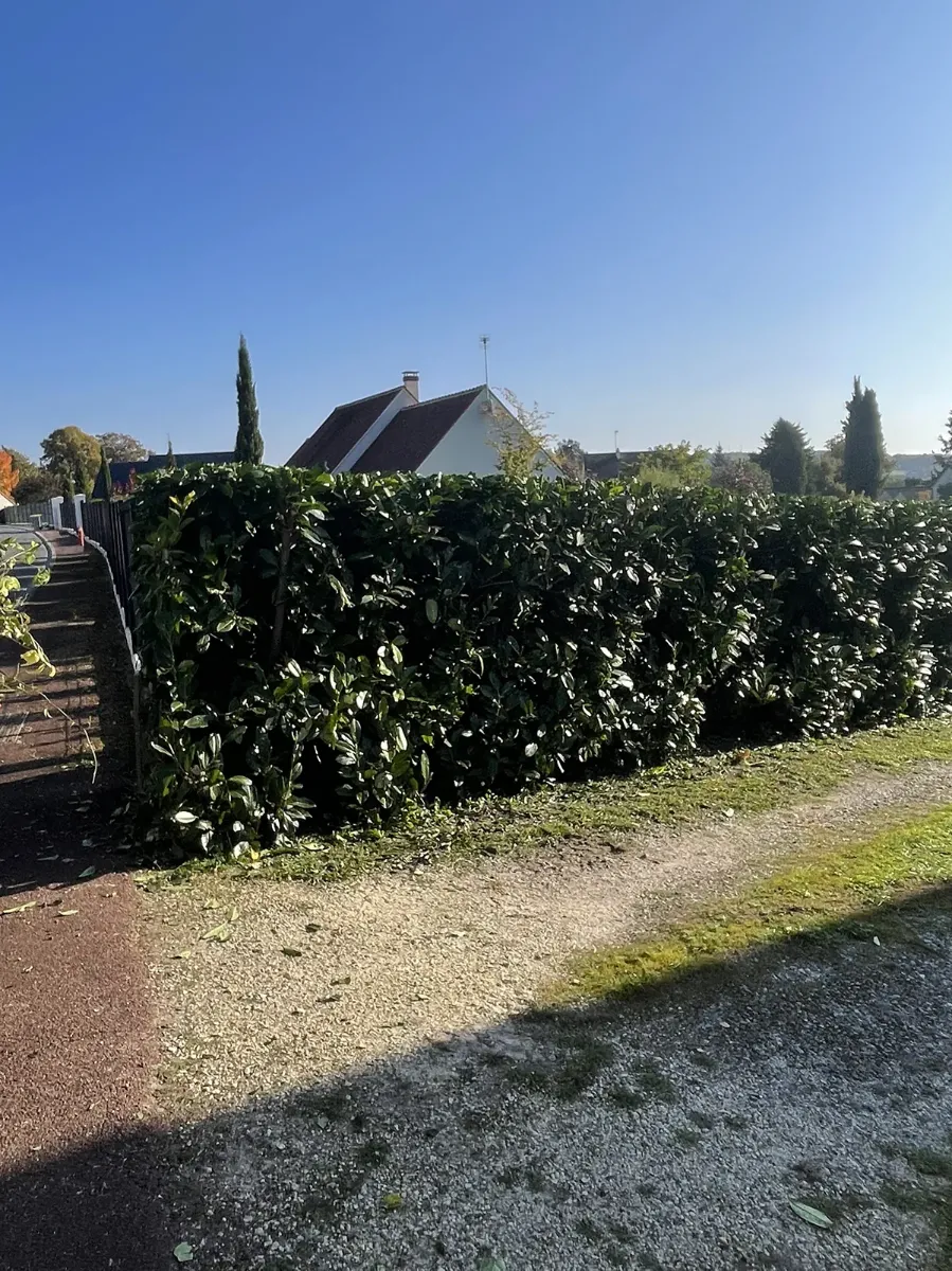 Haie de laurier fraîchement taillée en bordure de chemin, coupes étalées au sol, dans la lumière rasante
