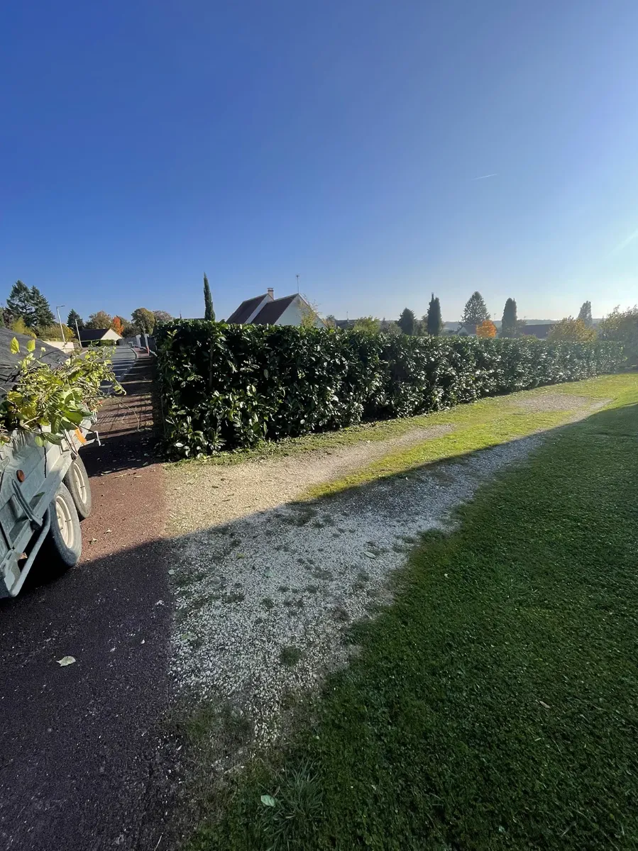 Haie de laurier taillée et remorque chargée de branches, le long d'un chemin, sous un ciel bleu