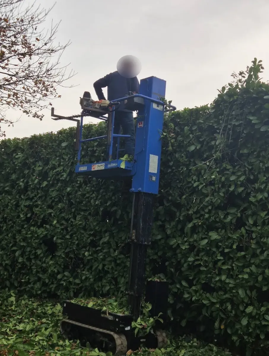 Compagnon taillant une haie de laurier au taille-haie thermique, depuis une nacelle verticale bleue