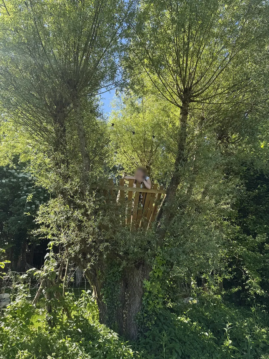 Cabane de bois nichée dans la ramure d'un saule têtard, vue depuis le pied de l'arbre en plein été